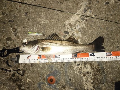 シーバスの釣果