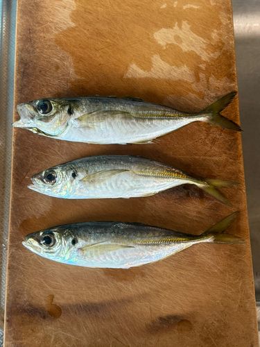 カワハギの釣果