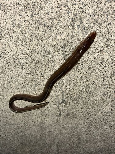 マアナゴの釣果