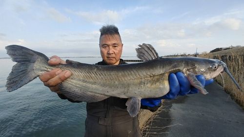 アメリカナマズの釣果