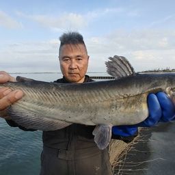 アメリカナマズ