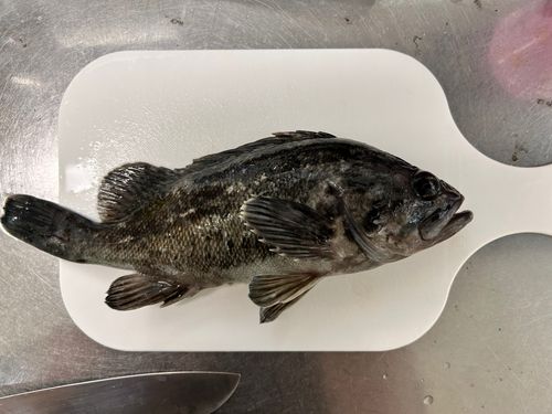 クロソイの釣果