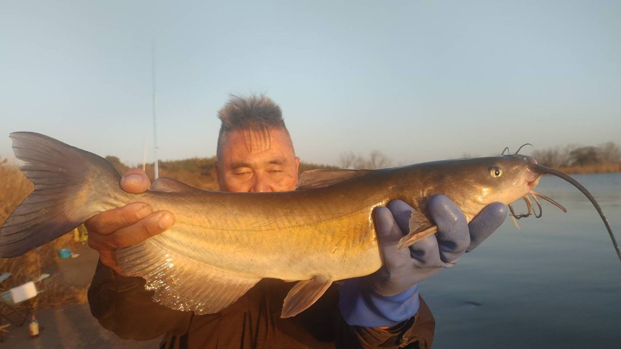 アメリカナマズ