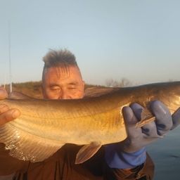 アメリカナマズ