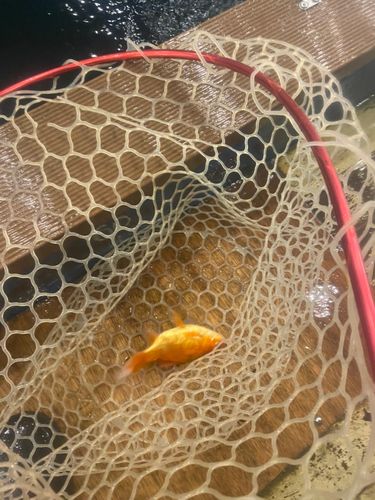 キンギョの釣果