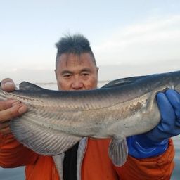 アメリカナマズ