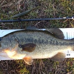 ラージマウスバス