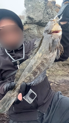 アイナメの釣果