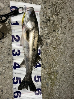 フッコ（マルスズキ）の釣果