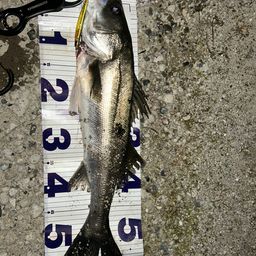 フッコ（マルスズキ）