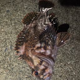 オウゴンムラソイ