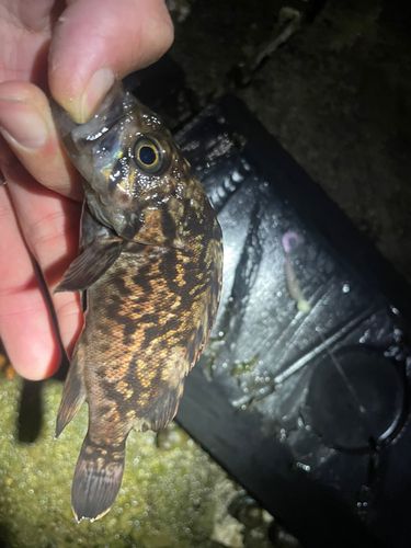 クロソイの釣果