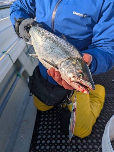 サクラマスの釣果