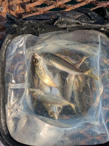 本牧海づり施設