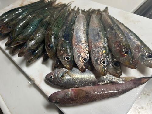 イワシの釣果