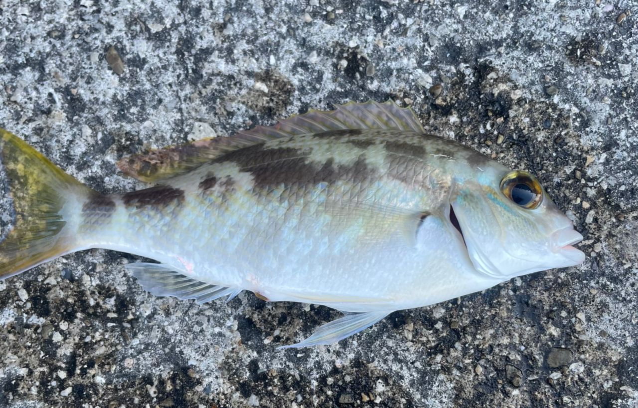 ジューマー(ヒトスジタマガシラ)