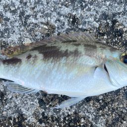 ジューマー(ヒトスジタマガシラ)