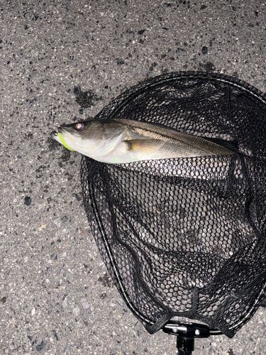 セイゴ（マルスズキ）の釣果