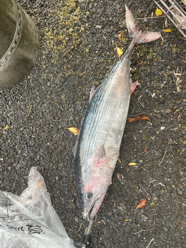 ハガツオの釣果