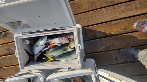 フクラギの釣果