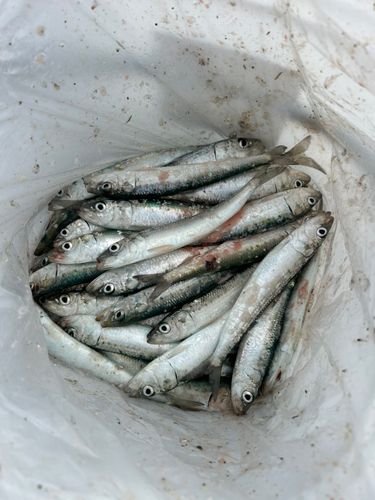 マイワシの釣果