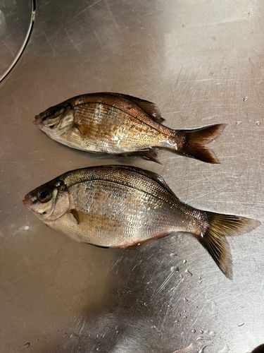 金沢水際線緑地（福浦岸壁）