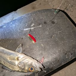 セイゴ（マルスズキ）