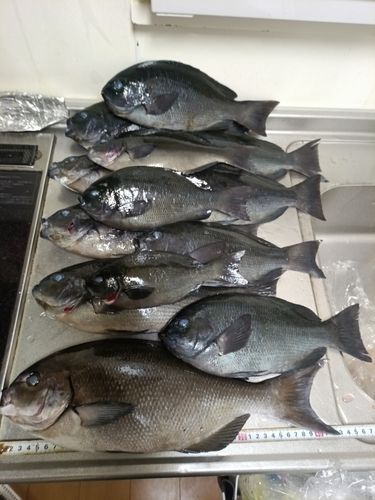 グレの釣果