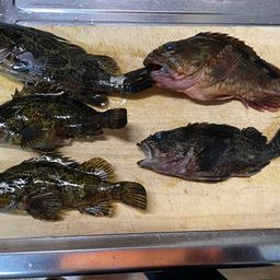 タケノコメバル