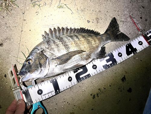 クロダイの釣果