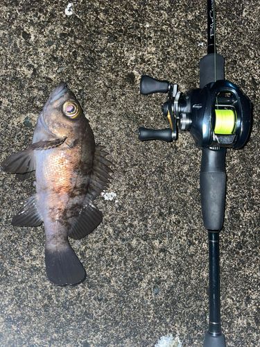 シロメバルの釣果