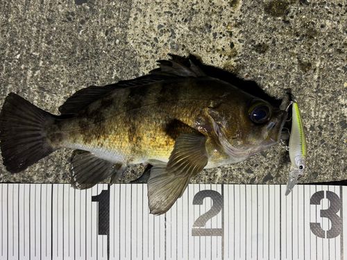 メバルの釣果