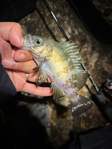 メバルの釣果