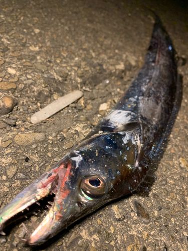 タチウオの釣果