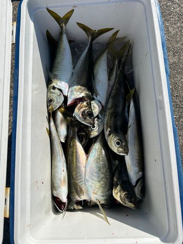 太田川河口（磐田）