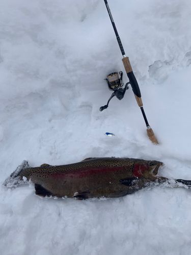 ニジマスの釣果