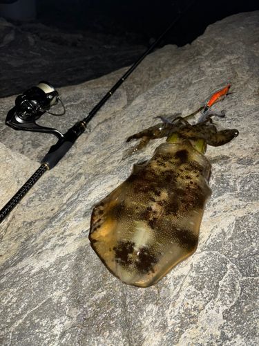 アオリイカの釣果