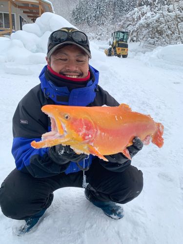 ニジマスの釣果