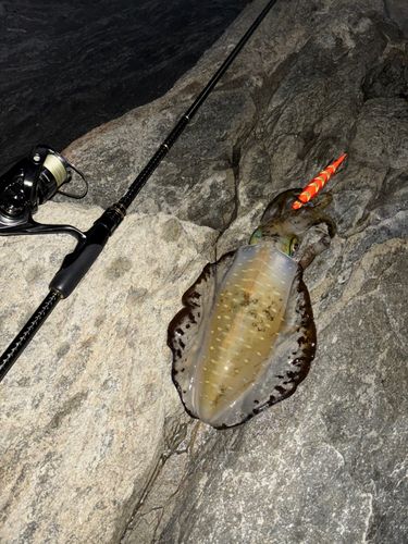 アオリイカの釣果