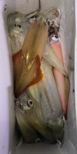 三陸海岸（岩手）