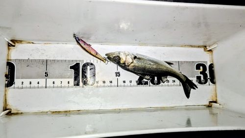 セイゴ（マルスズキ）の釣果