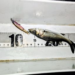 セイゴ（マルスズキ）