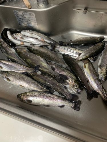 ニジマスの釣果