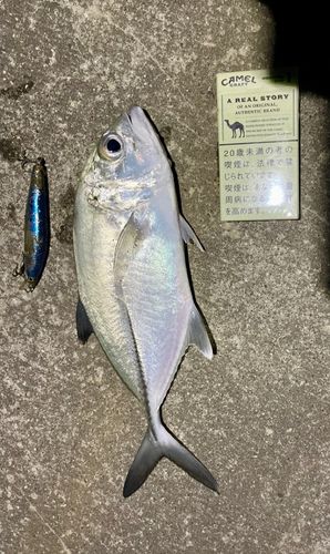 ギンガメアジの釣果