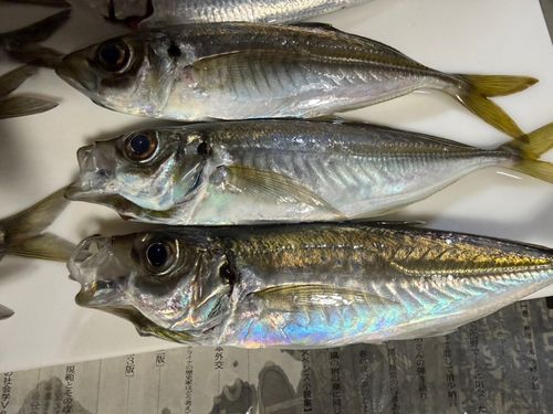 アジの釣果