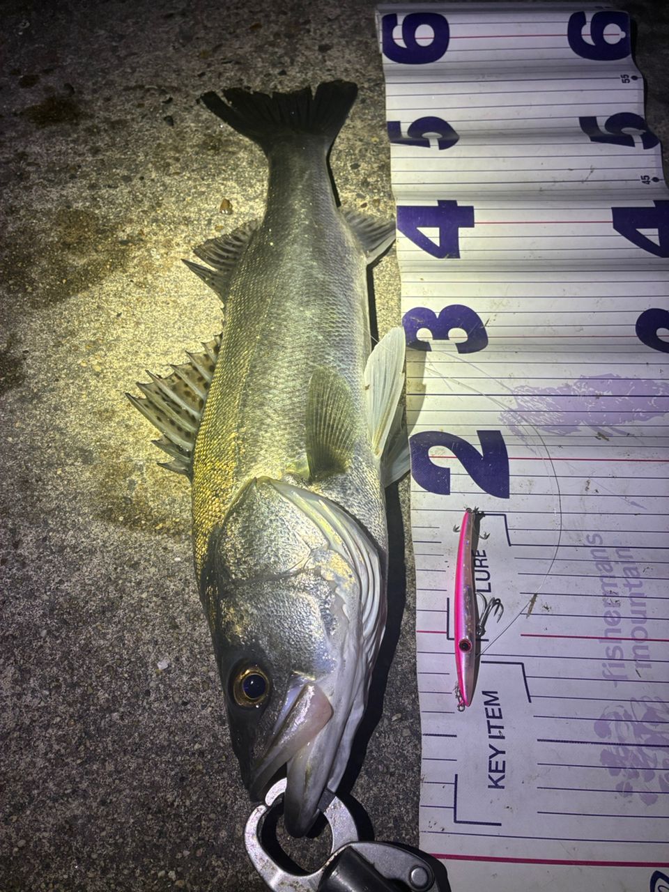 フッコ（マルスズキ）