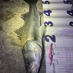 フッコ（マルスズキ）