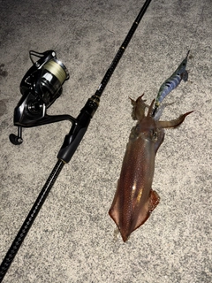 ケンサキイカの釣果