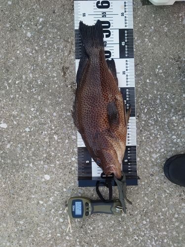 オオモンハタの釣果