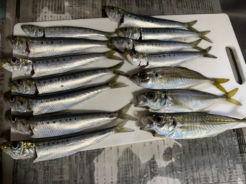 マイワシの釣果